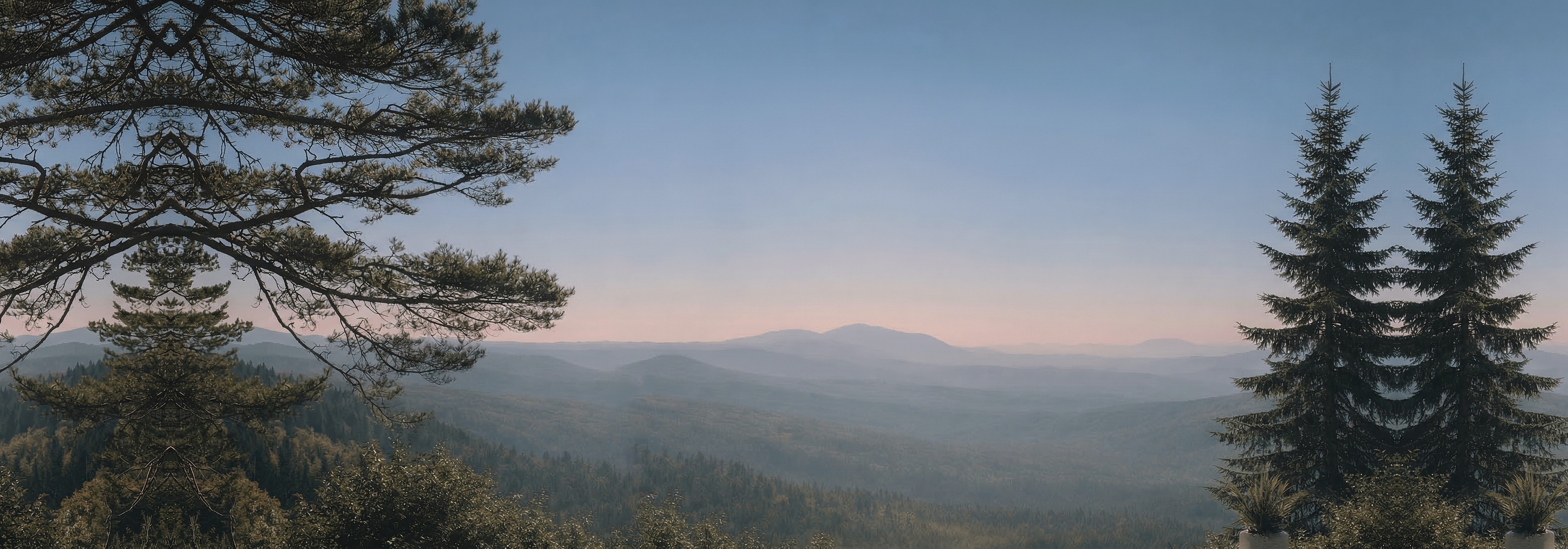 Svensk skogsvy vid skymning
